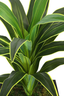 Yapay Ağaç Kaliteli Drecina Ağacı Siyah Ahsap Saksıda 120cm - 3