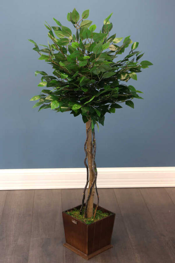 Yapay Bodur Benjamin Ağacı 130 cm (Ficus Benjamina) - 2