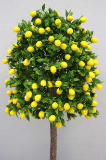 Yapay Bodur Limon Ağacı Mdf Ahşap Siyah Saksıda 100 cm - 3