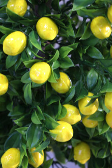 Yapay Bodur Limon Ağacı Melamin Saksıda 100 cm - 5