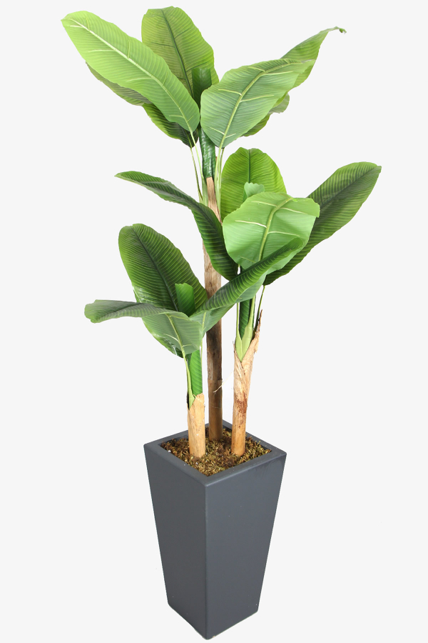 Antrasit Saksıda 13 Yapraklı Yapay Muz Ağacı 195 cm - 2
