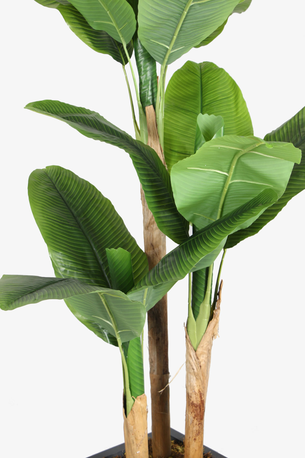 Antrasit Saksıda 13 Yapraklı Yapay Muz Ağacı 195 cm - 3