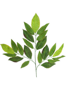 Yapay Ceviz Ağacı Dalı Parlak Dokulu 75 cm Yeşil - Yapay Çiçek Sitesi