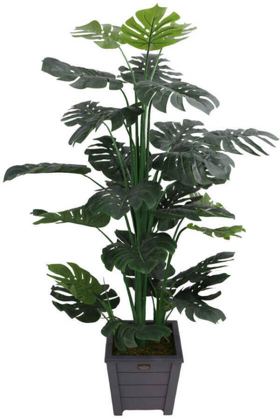 Yapay Deve Tabanı Ağacı Ahşap Saksıda 165 cm ( Monstera Deliciosa) - 1
