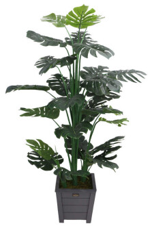 Yapay Deve Tabanı Ağacı Ahşap Saksıda 165 cm ( Monstera Deliciosa) - 2