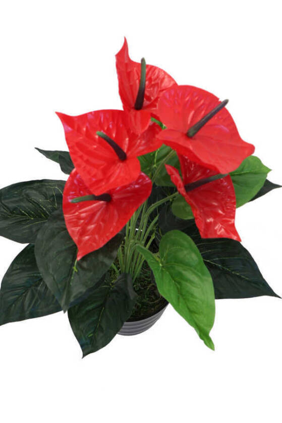 Yapay Islak Antoryum Bitkisi Siyah Saksıda 50 cm - 2