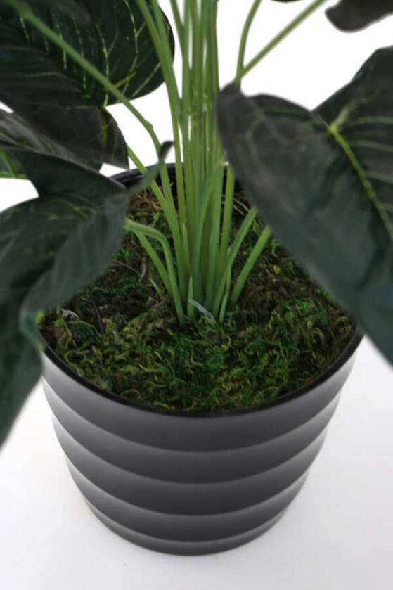 Yapay Islak Antoryum Bitkisi Siyah Saksıda 50 cm - 3