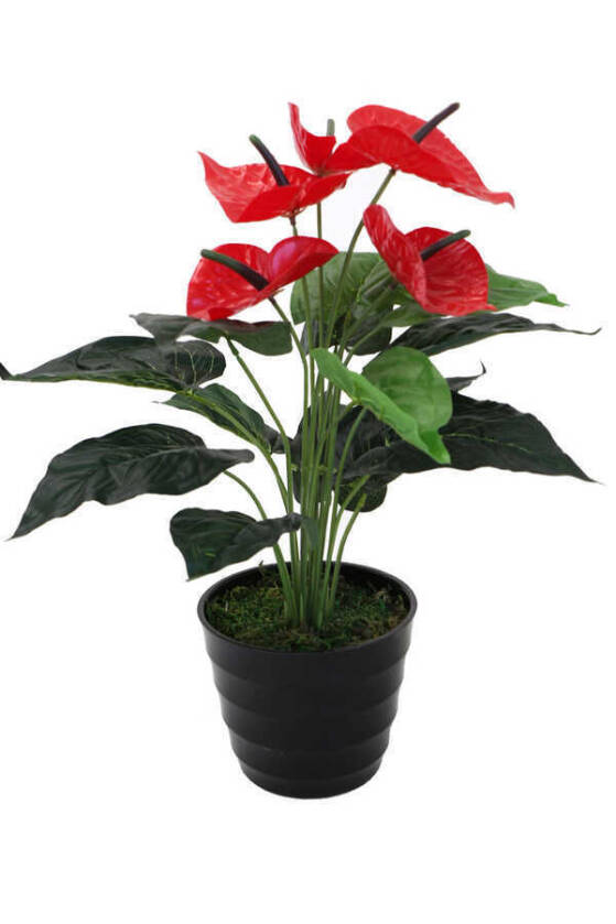 Yapay Islak Antoryum Bitkisi Siyah Saksıda 50 cm - 4