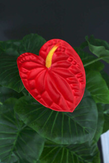 Yapay Saloon Bitkisi Antoryum Melamin Saksılı - 2